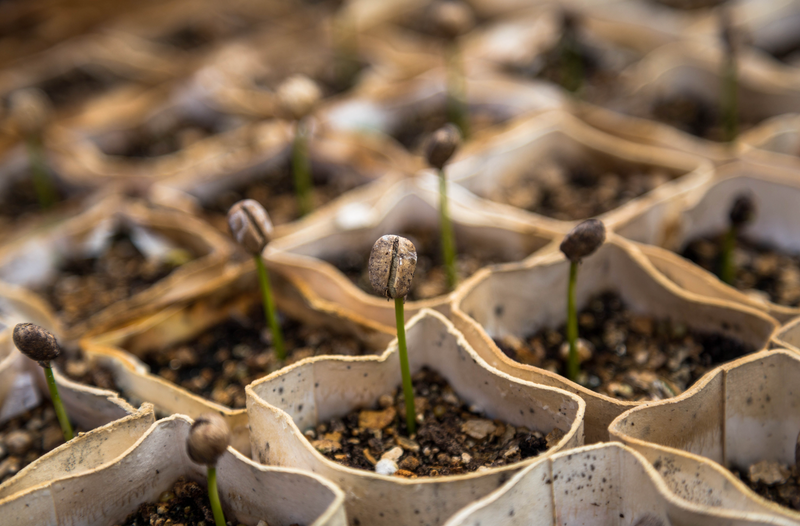 ORGANIC SPROUTED COFFEE®